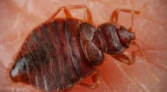 Як виявити помилки ліжка в квартирі?